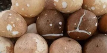 Misteri di Balik Meroketnya Harga Kelapa: Lebih dari Sekadar Cuaca Buruk