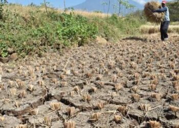 Musim Kemarau 2025 Diprediksi Lebih Singkat di Sebagian Besar Wilayah Indonesia