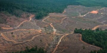 Geger! 20,6 Juta Hektar Hutan Bakal Disulap Jadi “Rest Area Rasa Kebun”