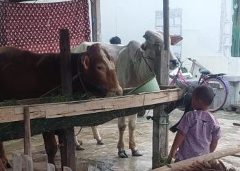 Belum Akikah Apa Boleh Kurban? Ini Penjelasannya