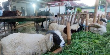 Miris! Penurunan Drastis Hewan Kurban Cerminan Ekonomi Rakyat Terkapar Jelang Iduladha 2025