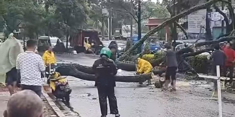 Pohon Tumbang di Jalan Ciater Raya Serpong Lumpuhkan Lalu Lintas