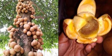 Buah Langka Ini Bikin Kamu Wangi Sepanjang Hari dan Jadi Rahasia Kecantikan Turun-Temurun
