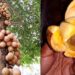 Buah Langka Ini Bikin Kamu Wangi Sepanjang Hari dan Jadi Rahasia Kecantikan Turun-Temurun