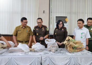 Kejati Banten Serahkan Rangka Badak Jawa ke Museum Negeri Banten