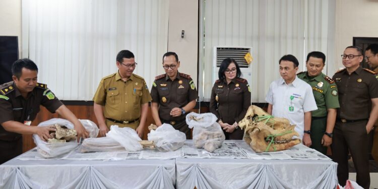 Kejati Banten Serahkan Rangka Badak Jawa ke Museum Negeri Banten