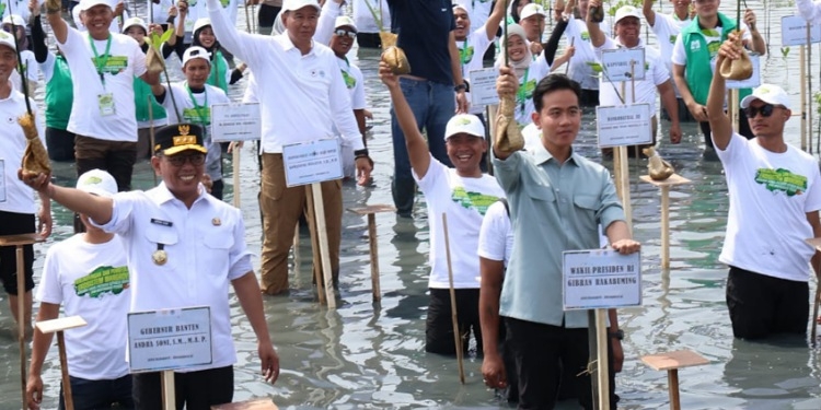 Terjang Lumpur, Wapres Gibran Tanam Mangrove di Pesisir Mauk Tangerang