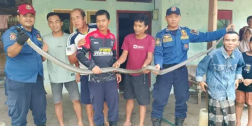 Ular King Kobra Berukuran Besar Masuk Kamar Rumah Warga di Jambe Tangerang