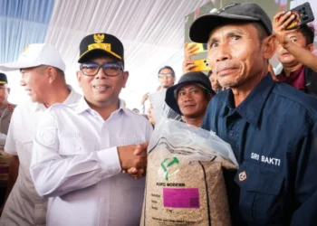 Produksi Padi Banten 2025 Naik 16,84 Persen, Luas Panen Tembus 349 Ribu Hektare