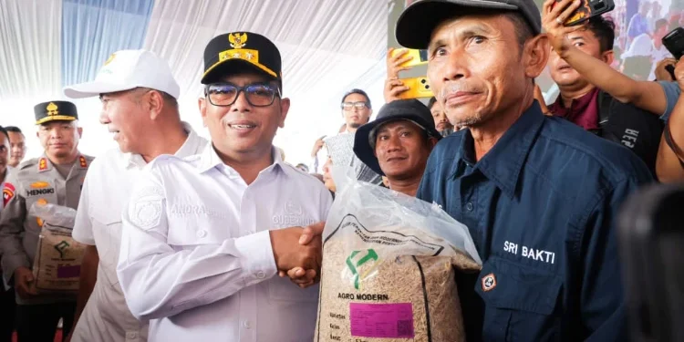 Produksi Padi Banten 2025 Naik 16,84 Persen, Luas Panen Tembus 349 Ribu Hektare