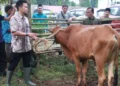 Pemkab Tangerang Perketat Pengawasan Hewan Kurban Jelang Idul Adha 2026