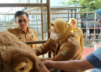 Wabup Intan Cek Langsung Hewan Kurban di Kabupaten Tangerang Jelang Idul Adha 1447 H