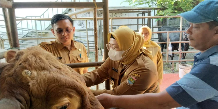 Wabup Intan Cek Langsung Hewan Kurban di Kabupaten Tangerang Jelang Idul Adha 1447 H