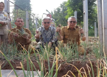 Panen Perdana Bawang Merah Varietas Batu di Tangsel Sukses, Benyamin Dorong Pengembangan Pupuk Bio-Organik