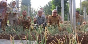 Panen Perdana Bawang Merah Varietas Batu di Tangsel Sukses, Benyamin Dorong Pengembangan Pupuk Bio-Organik