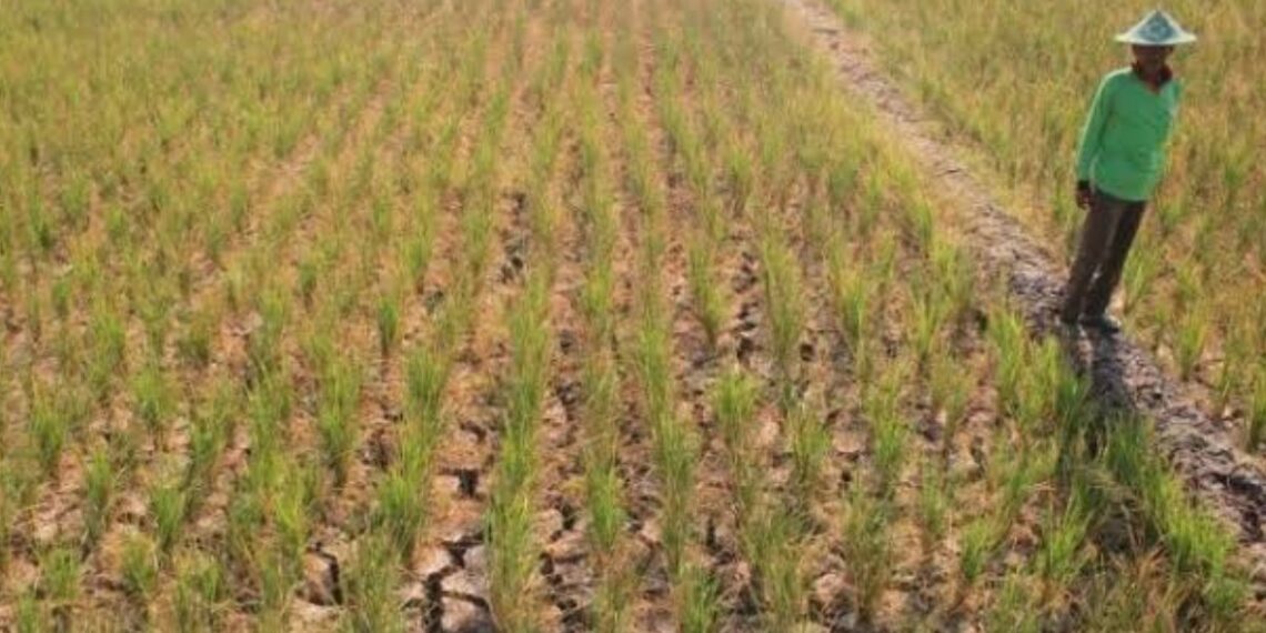 BMKG Tetapkan Peringatan Dini Kekeringan Meteorologis di Banten
