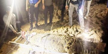 Buaya Muara Tiga Meter Muncul di Pantai Pasir Putih Lebak, Petugas Evakuasi