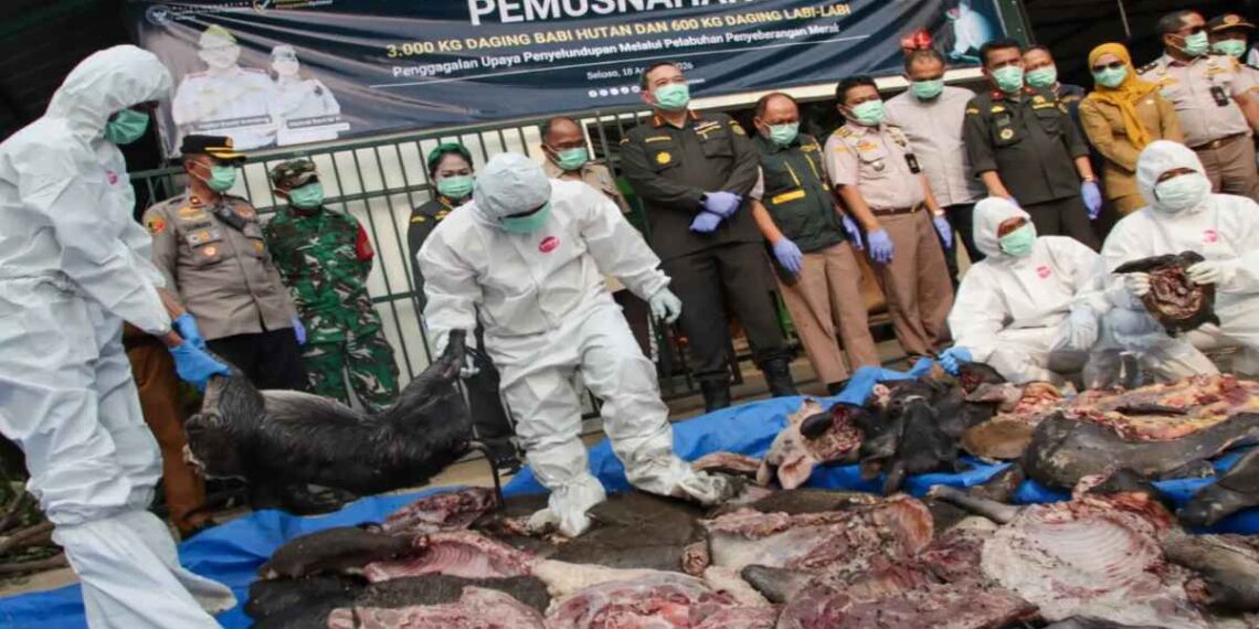 Karantina Banten Gagalkan Penyelundupan Tiga Ton Daging Celeng dan 600 Kg Daging Labi-Labi Tanpa Dokumen di Pelabuhan Merak