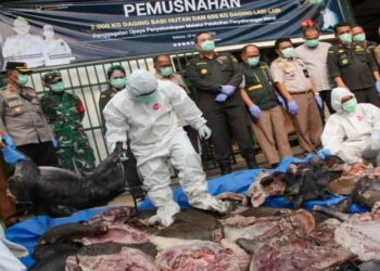Karantina Banten Gagalkan Penyelundupan Tiga Ton Daging Celeng dan 600 Kg Daging Labi-Labi Tanpa Dokumen di Pelabuhan Merak