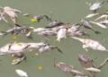 Tanggapi Fenomena Ikan Mengambang di Sungai Cisadane DLH Tangerang Uji Kualitas Air