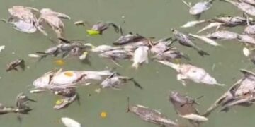 Tanggapi Fenomena Ikan Mengambang di Sungai Cisadane DLH Tangerang Uji Kualitas Air