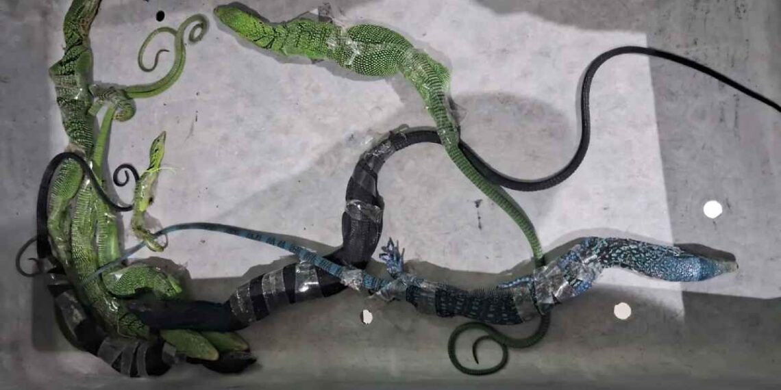WN Korsel Gagal Selundupkan Biawak di Bandara Soekarno-Hatta Tangerang