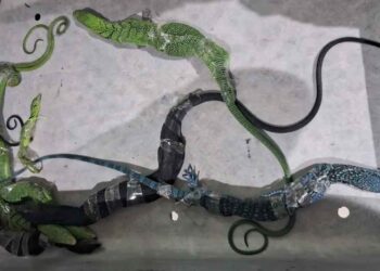WN Korsel Gagal Selundupkan Biawak di Bandara Soekarno-Hatta Tangerang